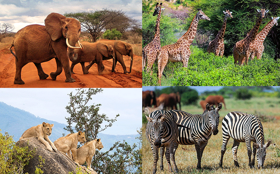 tsavo-east Tsavo East National Park