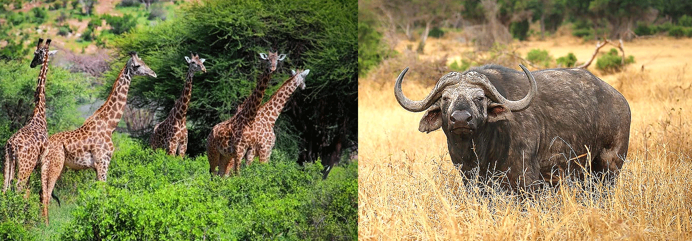 tsavo-west-game-park Tsavo West National Park