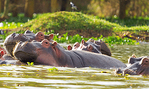 9 Days 8 Nights Kenya Safari – Tsavo West, Amboseli, Aberdare, Lake Nakuru & Masai Mara (Driving) From Nairobi