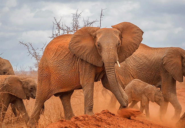 tsavo-west-national-park-african-elehants Tsavo West National Park