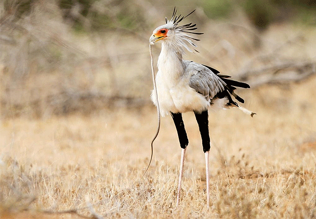 tsavo-west-national-park-african-secretary-bird Tsavo West National Park