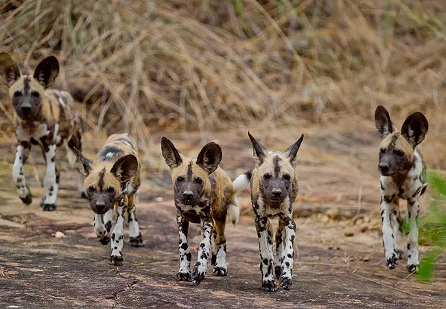 tsavo-west-national-park-african-wild-dog Tsavo West National Park