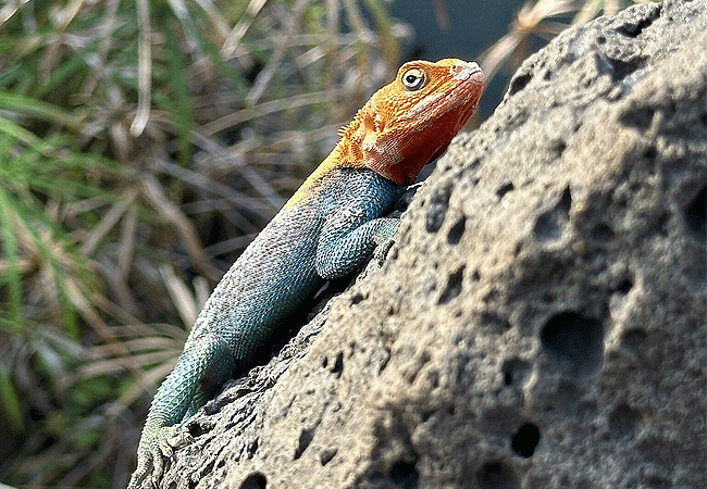 tsavo-west-national-park-agama-llizard Tsavo West National Park