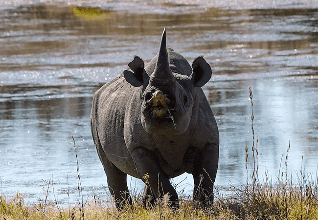 tsavo-west-national-park-black-rhinoceros Tsavo West National Park