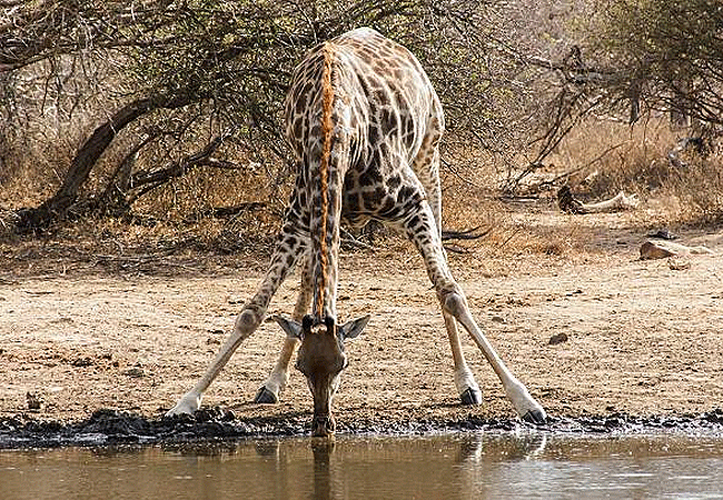 tsavo-west-national-park-masai-giraffe-drinking-water Tsavo West National Park