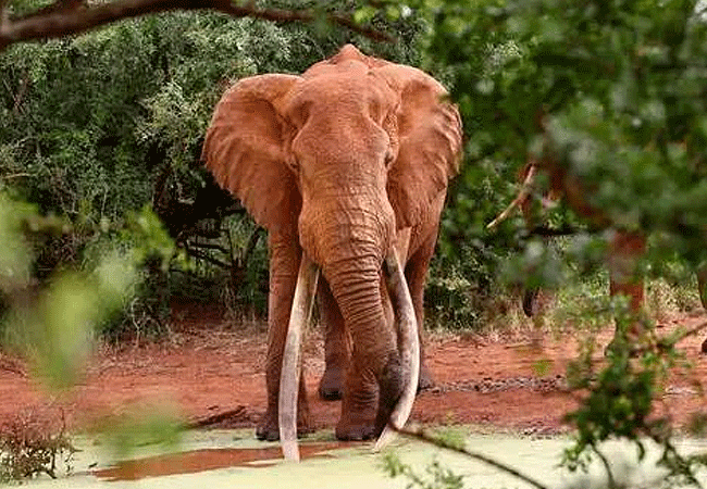 tsavo-west-national-park-bull-elephant Tsavo West National Park