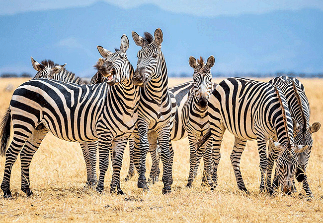 tsavo-west-national-park-burchells-zebra Tsavo West National Park