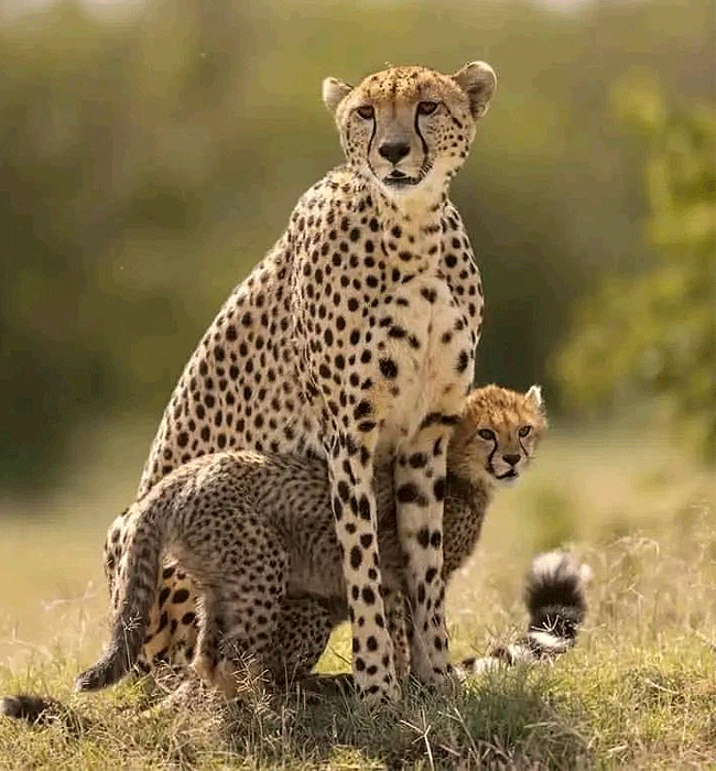 tsavo-west-national-park-cheetah Tsavo West National Park