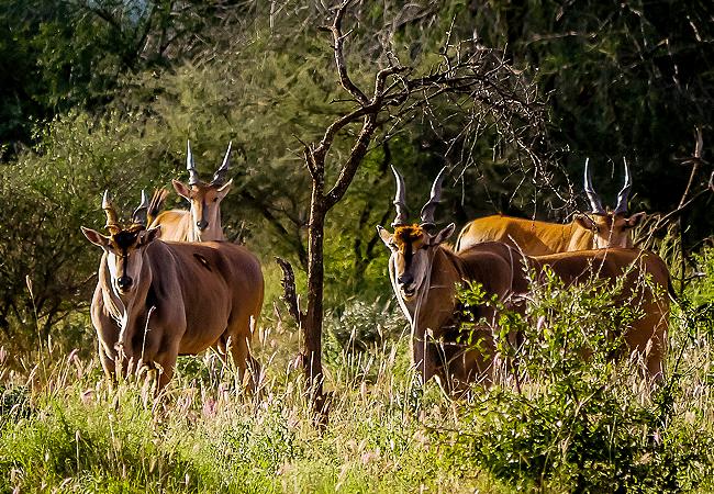 tsavo-west-national-park-common-eland Tsavo West National Park