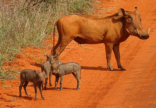 tsavo-west-national-park-common-warthog Tsavo West National Park