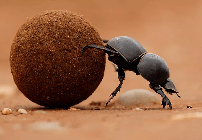 tsavo-west-national-park-dung-beetle Tsavo West National Park