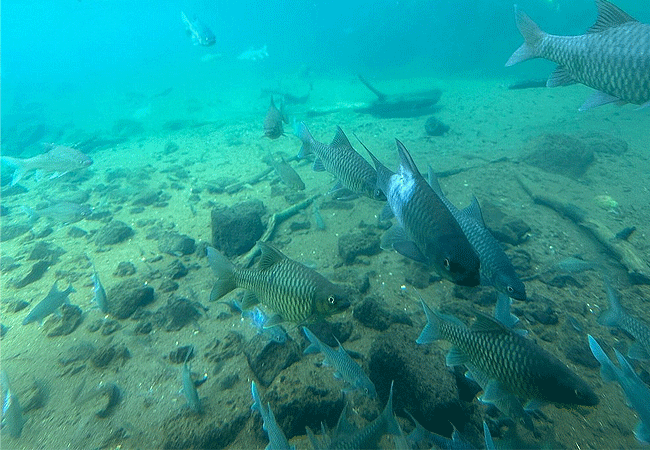 tsavo-west-national-park-fish-in-mzima-springs- Tsavo West National Park