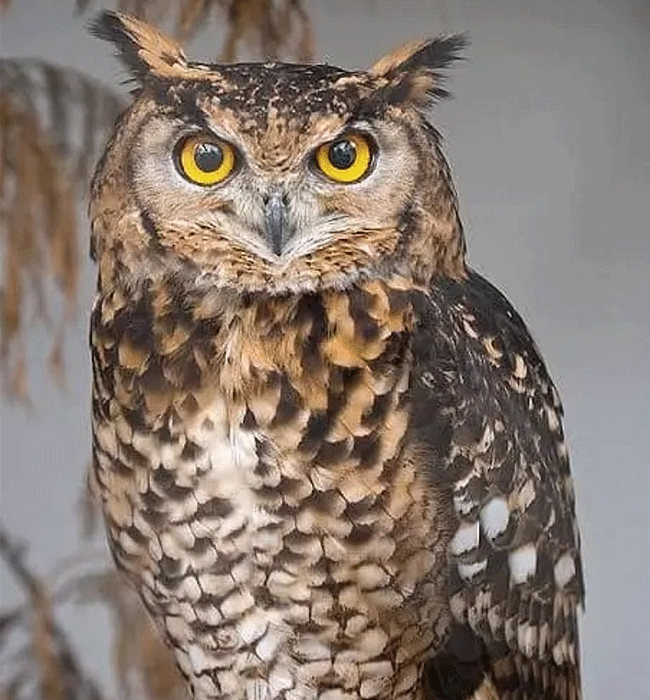 tsavo-west-national-park-great-horned-eagle-owl Tsavo West National Park