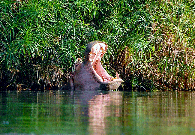 tsavo-west-national-park-hippopotamus Tsavo West National Park