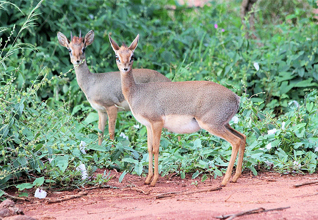 tsavo-west-national-park-kirks-dik-dik Tsavo West National Park