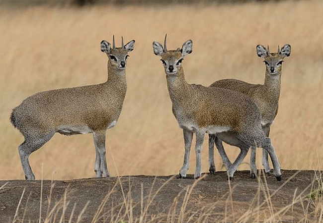 tsavo-west-national-park-klipspringer-antelopes Tsavo West National Park