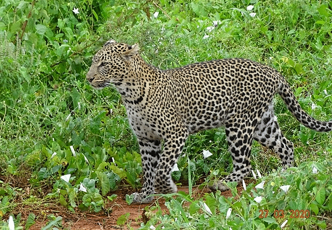 tsavo-west-national-park-leopard Tsavo West National Park