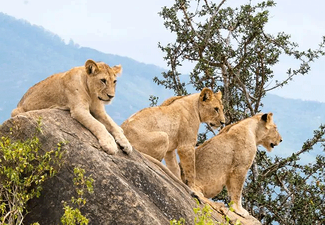 tsavo-west-national-park-lions Tsavo West National Park