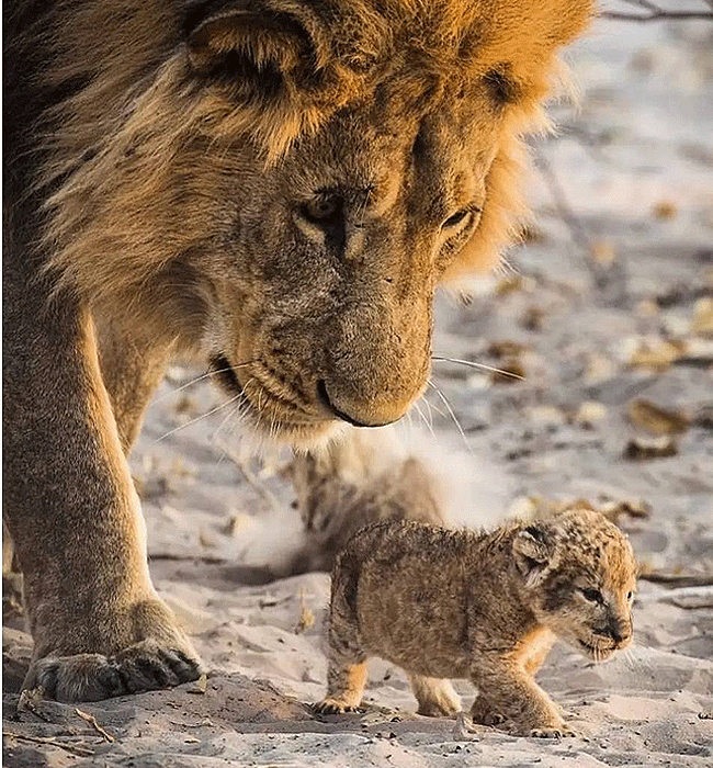 tsavo-west-national-park-male-lion-and-cub Tsavo West National Park