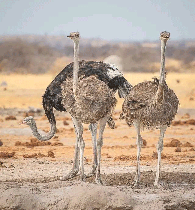 tsavo-west-national-park-masai-ostriches Tsavo West National Park