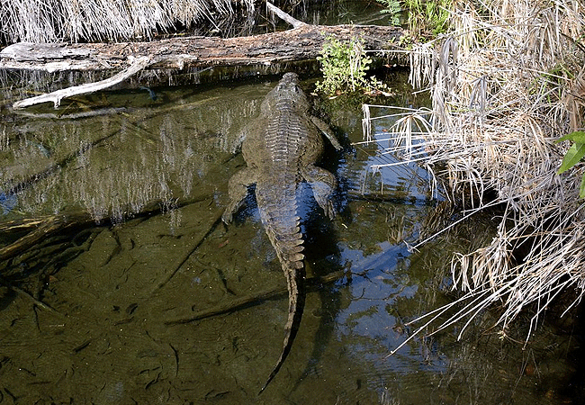 tsavo-west-national-park-nile crocodile Tsavo West National Park