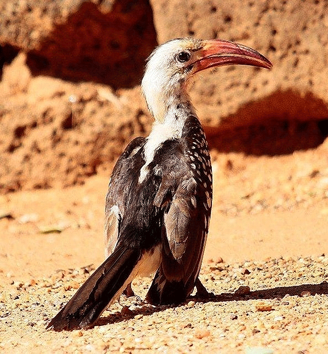tsavo-west-national-park-northern-red-hornbill Tsavo West National Park