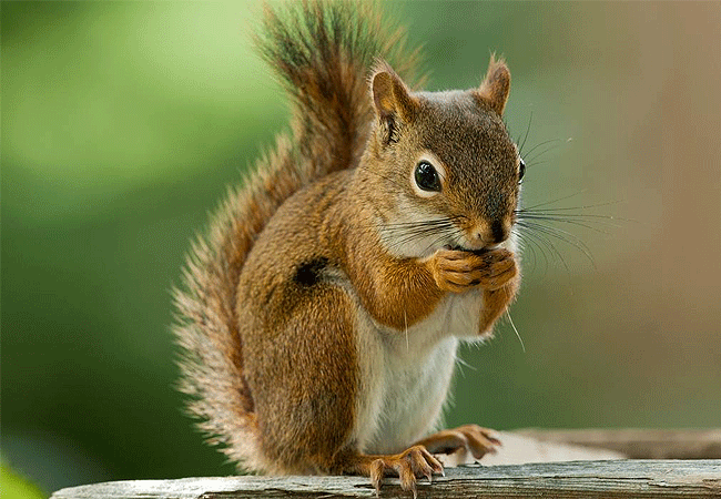 tsavo-west-national-park-red-squirrel Tsavo West National Park