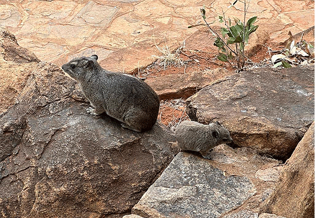 tsavo-west-national-park-rock-hyrax Tsavo West National Park