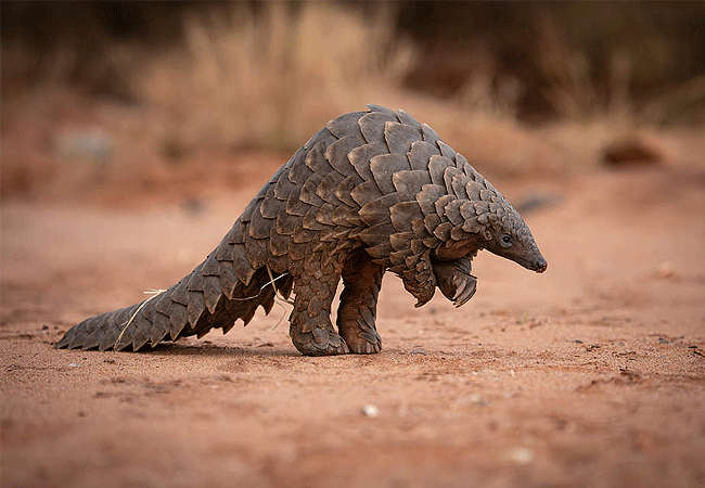 tsavo-west-national-park-scaly-anteaters Tsavo West National Park