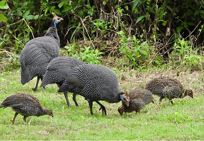 tsavo-west-national-park-shelmeted-guinea-fowl Tsavo West National Park