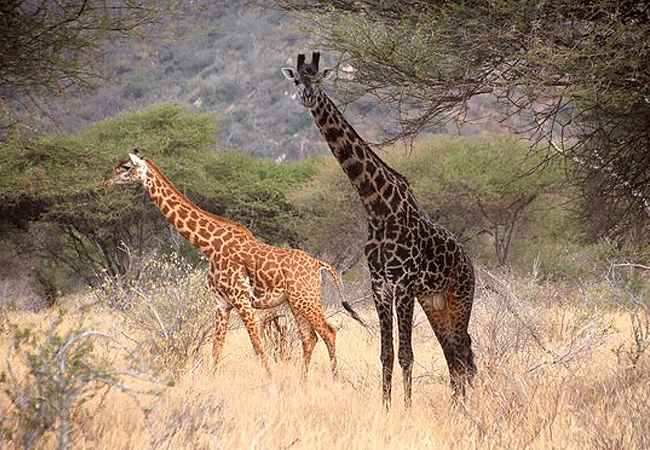 tsavo-west-national-park-smasai-giraffe Tsavo West National Park