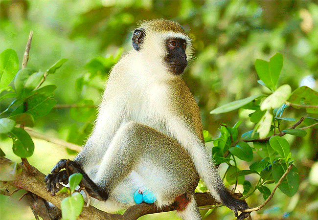 tsavo-west-national-park-vervet-monkey Tsavo West National Park