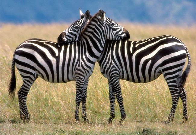 tsavo-west-national-park-zebras Tsavo West National Park