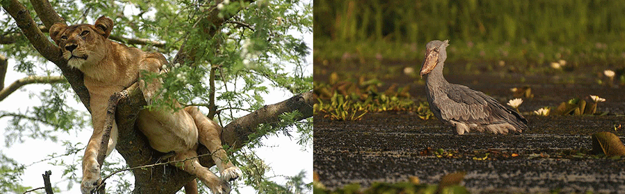 uganda-budget-safaris Uganda Tours & Safaris