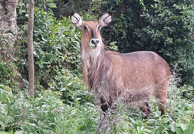 waterbucks-grazing-in-the-mt-kenya-national-park Mount Kenya Climbing 2 Days 1 Night Trekking Trip