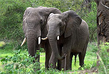 10 Days 9 Night Kenya Safari Holidays & Tours by Road