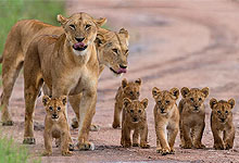 12 Days 11 Nights Kenya Safari Holidays & Road Trips