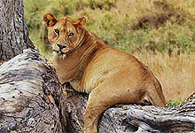 4 Days 3 Nights Kenya safaris by road