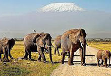 6 Days 5 Nights Kenya Safaris by road
