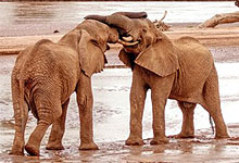 9 Days 8 Night Kenya Safaris & Tour Packages by Road