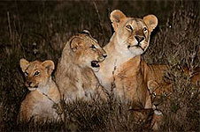 Nairobi National Park Night Game Drive – Kenya