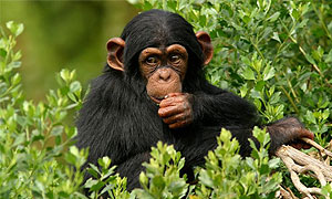 Uganda Wildlife Conservancies