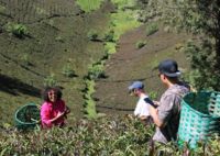 Purple Tea Farm 1 Day Tour at Gatura Greens Farm Muranga County – Kenya