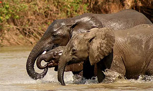 <strong>Tanzania National Parks and Game Reserves</strong>